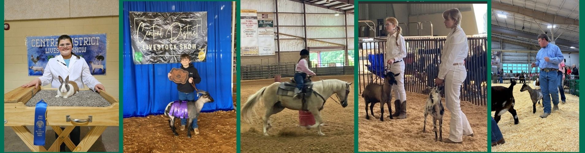Livestock Shows